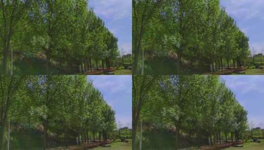 树木园林天空摄影素材高清在线视频素材下载