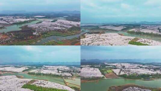 4K延时航拍贵州平坝樱花自然美景高清在线视频素材下载