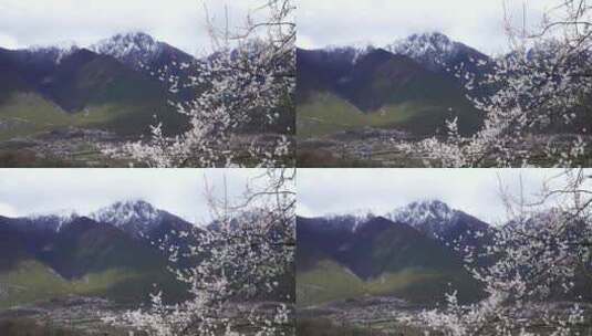 西藏林芝波密桃花沟雪山和桃花高清在线视频素材下载