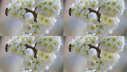 春天阳光下盛开的白色梨花蜜蜂采蜜高清在线视频素材下载