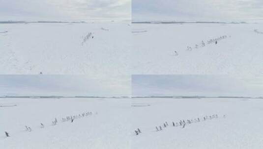企鹅群走在雪地南极洲陆地上。高清在线视频素材下载