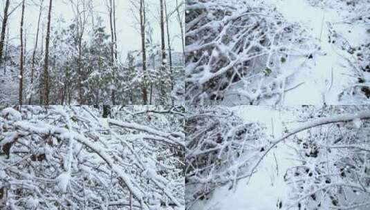 冬天   下雪  雪景高清在线视频素材下载