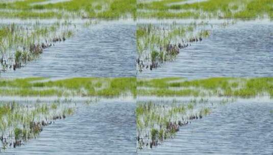 江河湖海洋水面海面波浪波纹海浪高清在线视频素材下载