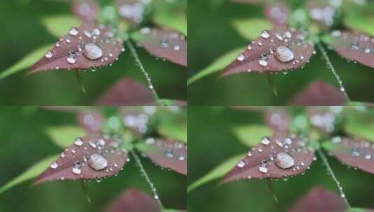 春雨雨水雨滴水珠绿叶随风摇曳清新唯美高清在线视频素材下载