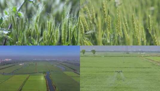 小麦 麦田 无人机打农药高清在线视频素材下载