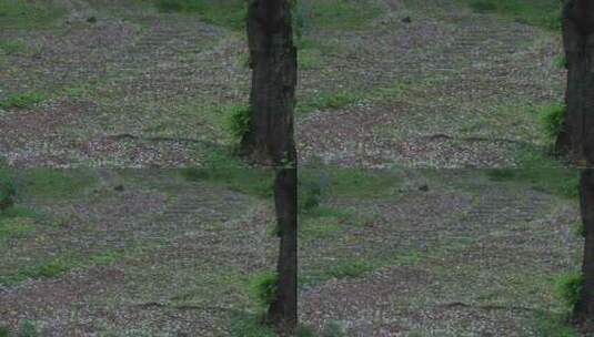 春天春雨樱花林樱花飘落凋零 梦幻花瓣雨高清在线视频素材下载