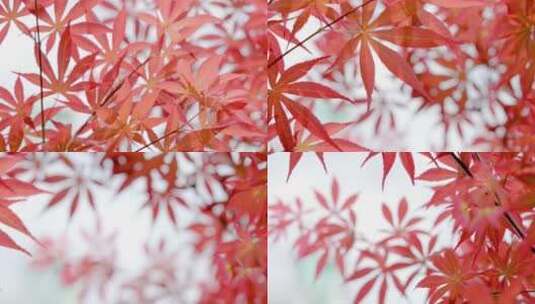 春天日光小清新红色鸡爪槭高清在线视频素材下载