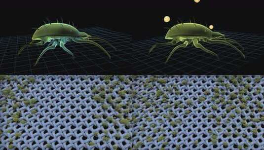 螨虫 螨虫爬行 微观世界 微生物 寄生虫高清在线视频素材下载