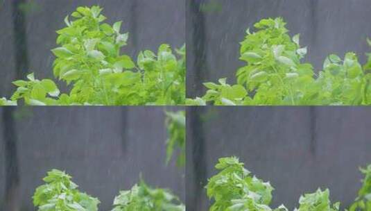 城市下暴雨下雨天雨水雨滴植物树叶子树木雨高清在线视频素材下载