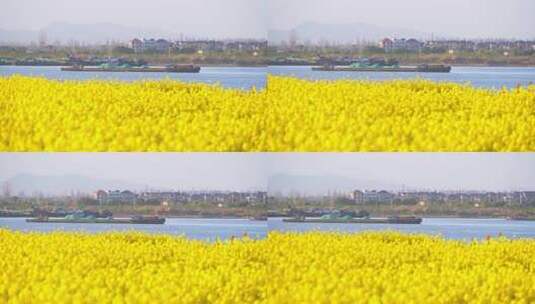 杭州富阳富春江江畔春天油菜花风景高清在线视频素材下载