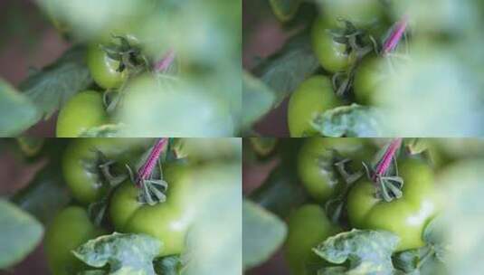 西红柿 植物高清在线视频素材下载