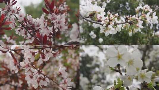 樱花 花朵 开花高清在线视频素材下载