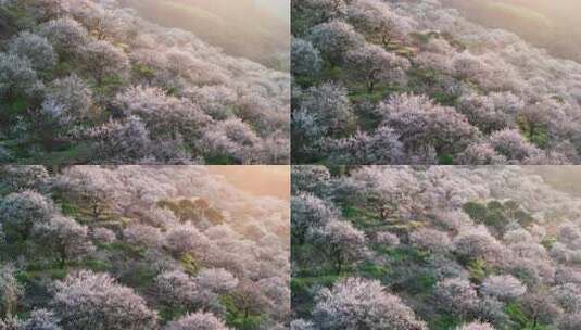 航拍福州永泰青梅花（葛岭万石村）33高清在线视频素材下载