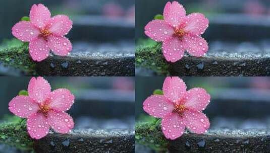 雨中带水珠的粉色落花特写高清在线视频素材下载