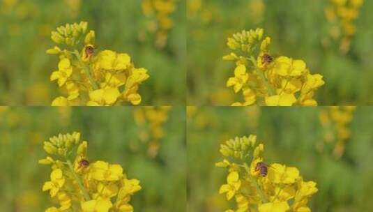 春天蜜蜂在油菜花田中飞舞的空镜头高清在线视频素材下载