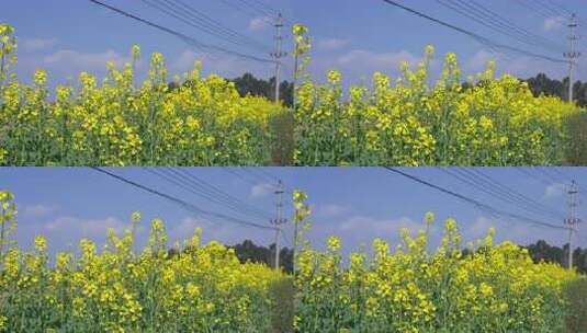 乡村的油菜花田高清在线视频素材下载