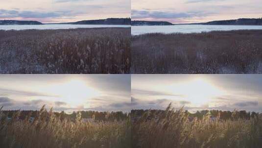 冬日湖边芦苇与冰雪景观高清在线视频素材下载