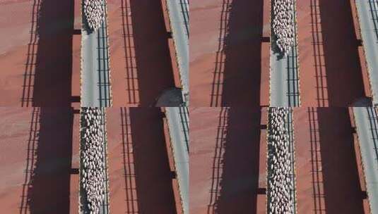 高原地区羊群过桥的壮观景象高清在线视频素材下载