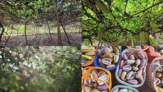 4k特色农业种植八月瓜  八月瓜丰收采摘高清在线视频素材下载