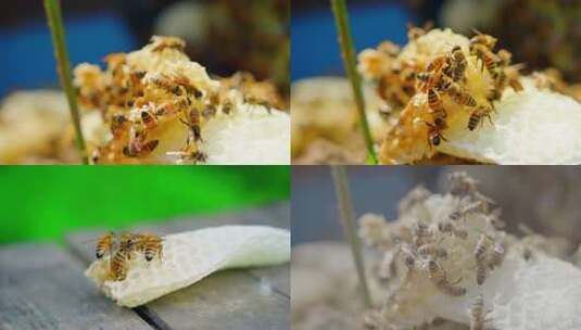 蜜蜂蜂巢特写画面多镜头，后有未调色原片4K高清在线视频素材下载