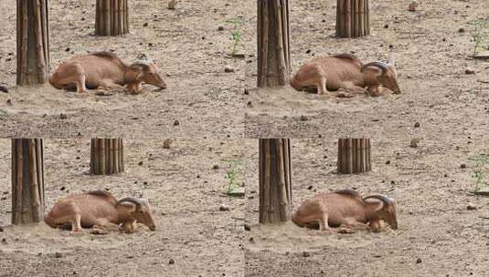 休憩的山羊动物素材高清在线视频素材下载