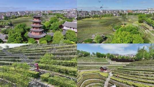 俯瞰梯田式茶园与周边建筑高清在线视频素材下载