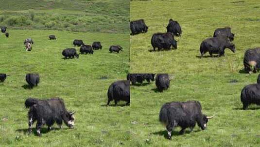 4K川西草原上养殖的牦牛自然生态养殖实拍高清在线视频素材下载