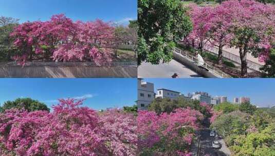 深圳街头盛开的异木棉花1高清在线视频素材下载