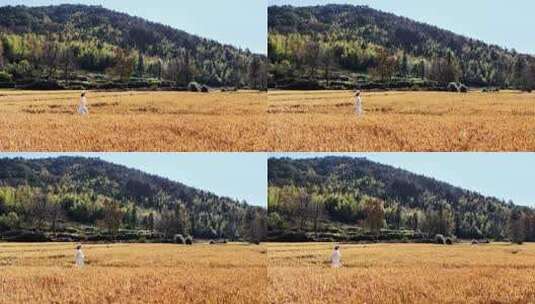 女子于金黄稻田漫步高清在线视频素材下载