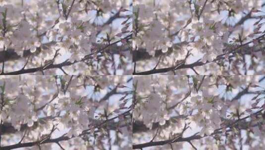 实拍杭州三月春天樱花盛开-樱花特写高清在线视频素材下载