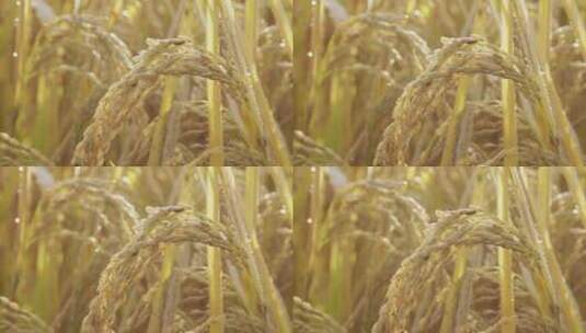 丰满的水稻升格镜头高清在线视频素材下载