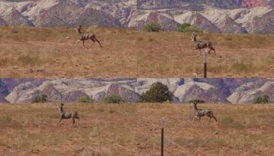 鹿在田野里奔跑高清在线视频素材下载