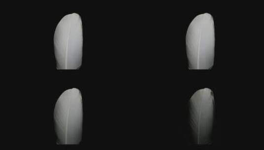 黑色背景下的白色羽毛高清在线视频素材下载