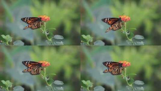 蝴蝶在花上传粉高清在线视频素材下载