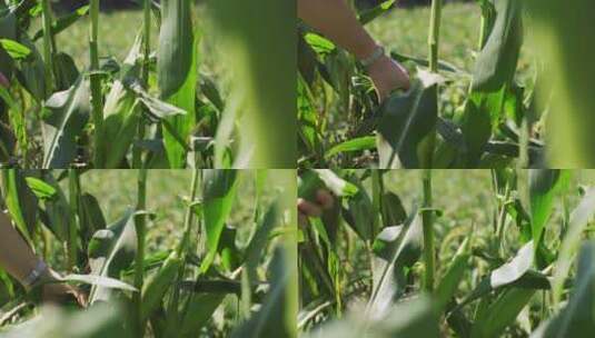 农村掰玉米高清在线视频素材下载