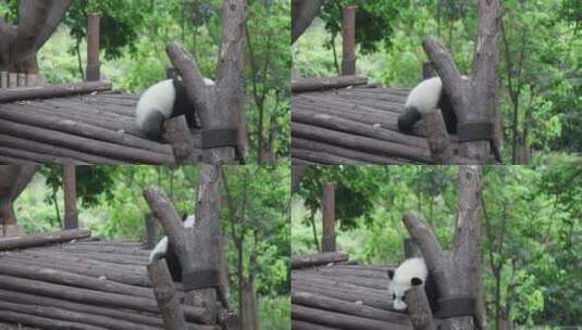 大熊猫-03高清在线视频素材下载