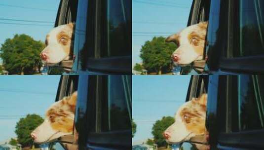 狗从移动的车窗往外看高清在线视频素材下载