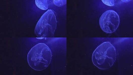 蓝色水母漂浮在海洋中高清在线视频素材下载