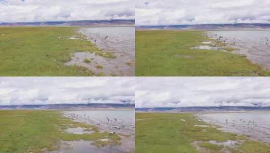 西藏阿里北线一错再措高原湖天上阿里海鸥高清在线视频素材下载