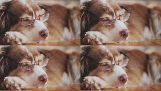 戴着眼镜的可爱牧羊犬高清在线视频素材下载