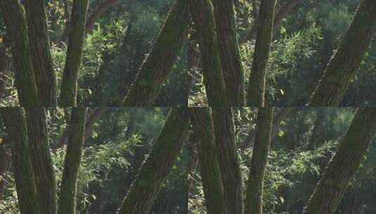 1080p-风吹大树，树叶飘动高清在线视频素材下载