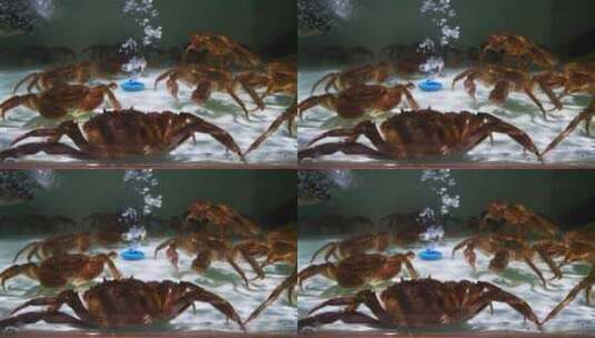 实拍生鲜海鲜螃蟹活体高清在线视频素材下载
