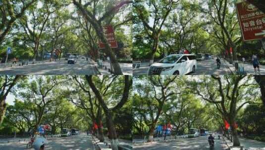 广西桂林城市道路绿树成荫的街道高清在线视频素材下载