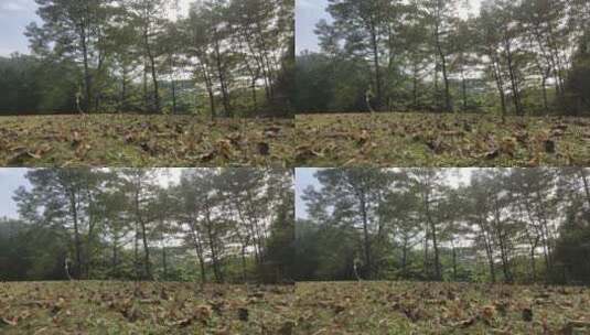 秋天树林里的落叶高清在线视频素材下载