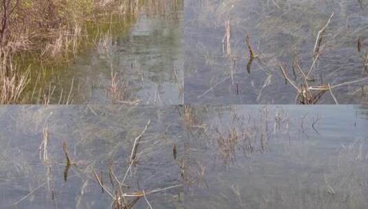 【镜头合集】河流芦苇水草苇子湖水高清在线视频素材下载