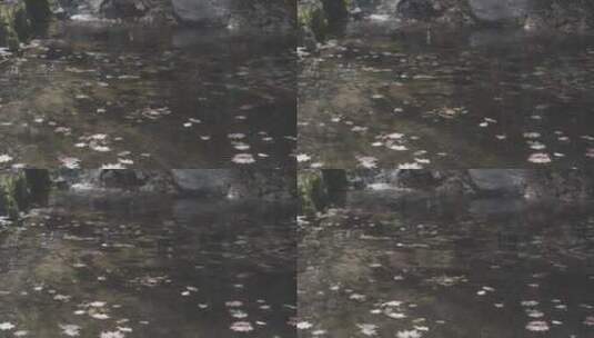 水面落叶水中枫叶LOG素材高清在线视频素材下载