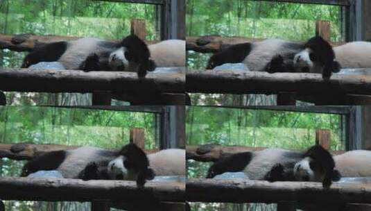 大熊猫在动物园的木凳上放松睡觉高清在线视频素材下载