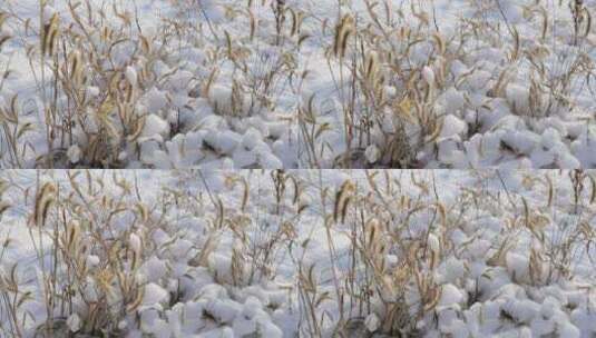 冬季冰雪风景高清在线视频素材下载