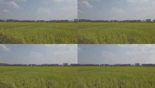 秋天的乡村稻田自然风光4k高清在线视频素材下载