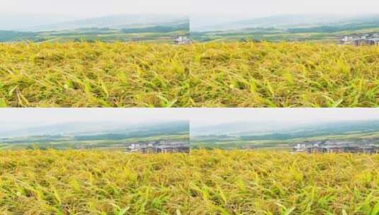 广西桂林龙脊梯田自然风光4k竖版航拍高清在线视频素材下载